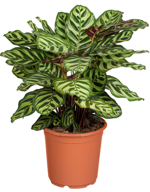 Calathea macoyana T12