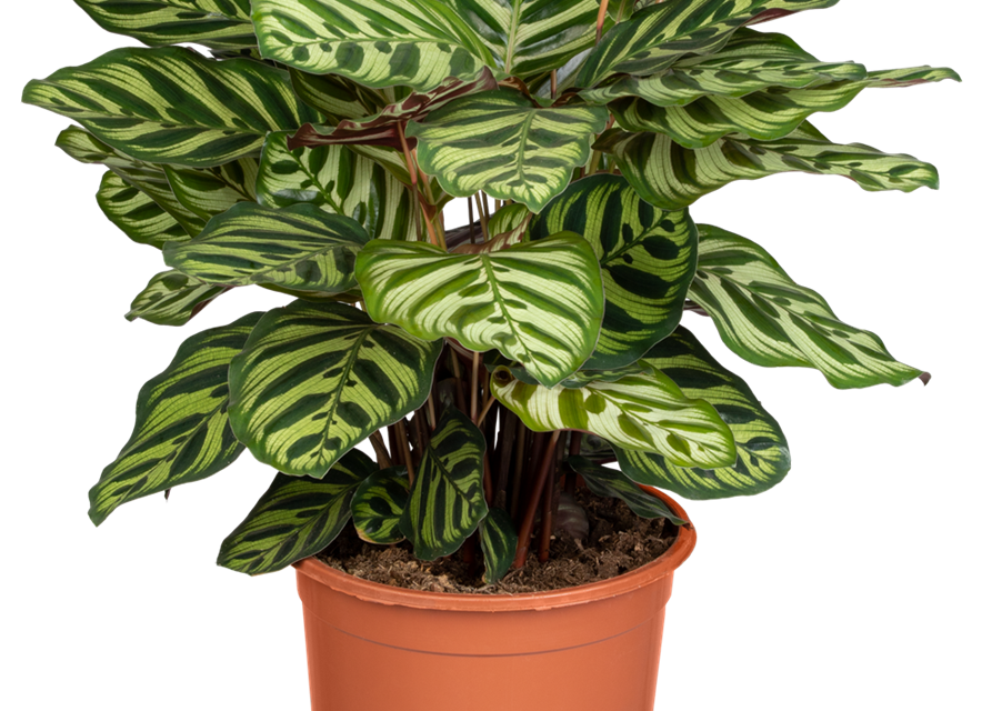 Calathea macoyana T12