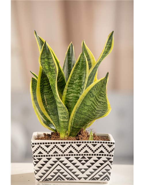 Sansevieria trifasciata Laurentii