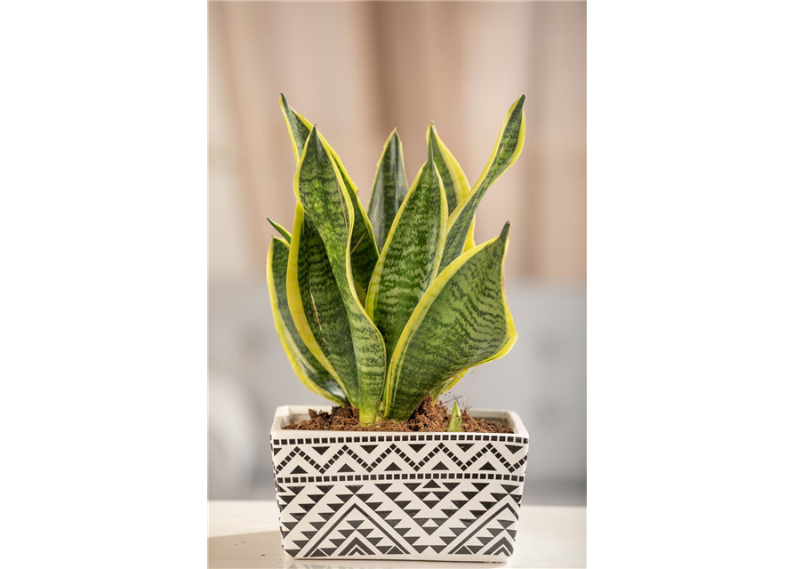 Sansevieria trifasciata Laurentii