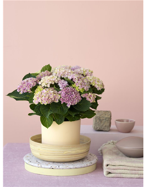 Hydrangea macrophylla Magical T14