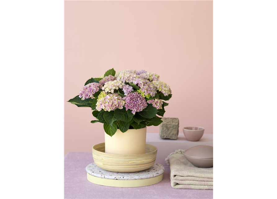 Hydrangea macrophylla Magical T14