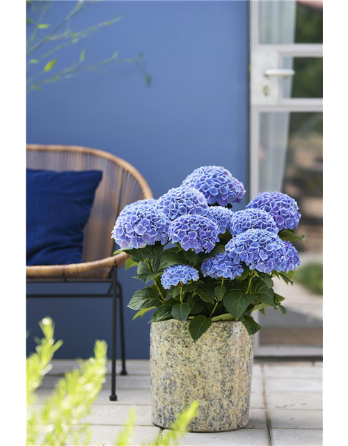 Hydrangea macrophylla Magical Opal C6,5