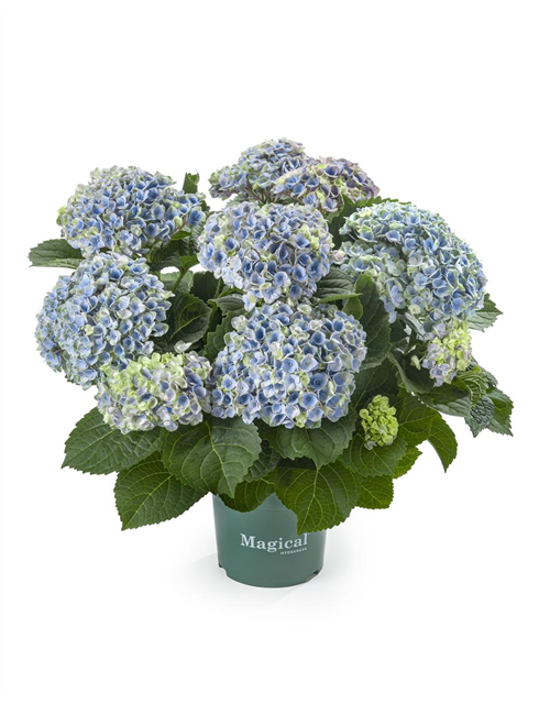 Hydrangea macrophylla Magical Revolution T14