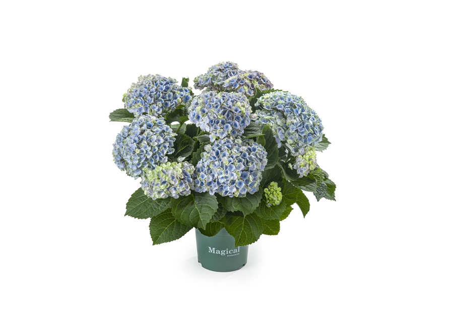 Hydrangea macrophylla Magical Revolution T14