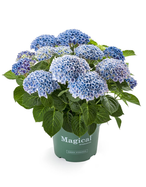 Hydrangea macrophylla Magical Revolution T23