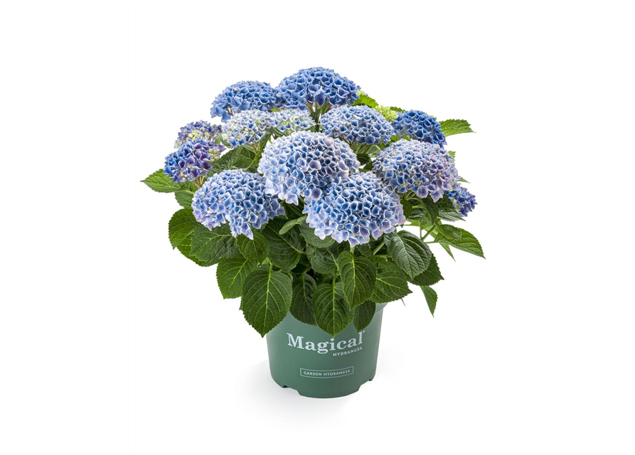 Hydrangea macrophylla Magical Revolution T23