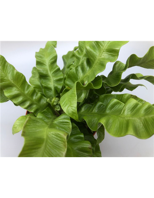 Asplenium nidus Crispy Wave