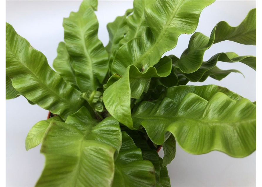 Asplenium nidus Crispy Wave