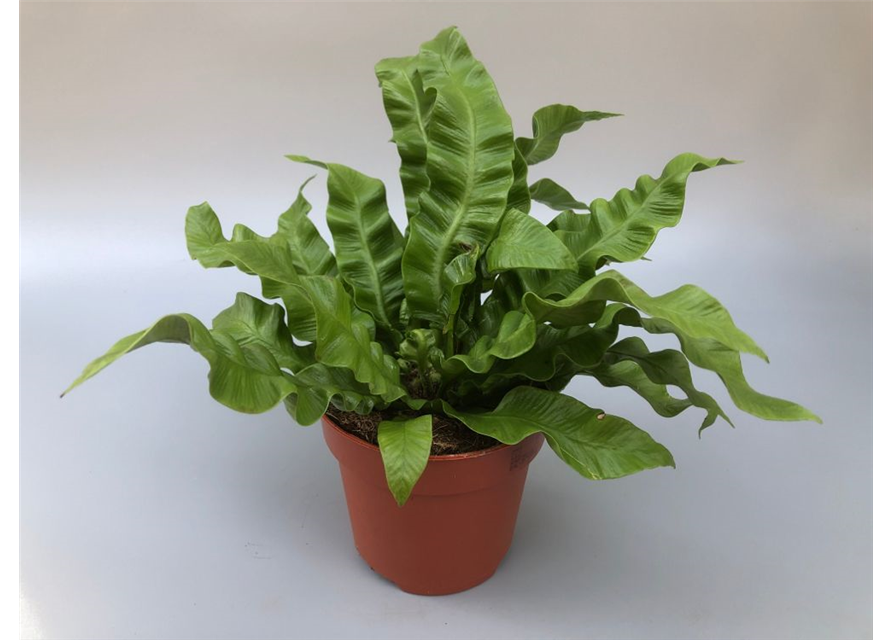 Asplenium nidus Crispy Wave