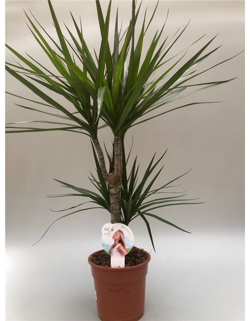 Dracaena marginata Tuff