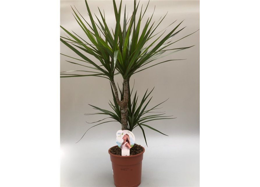 Dracaena marginata Tuff