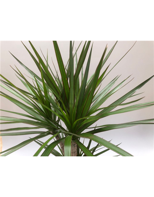 Dracaena marginata Tuff