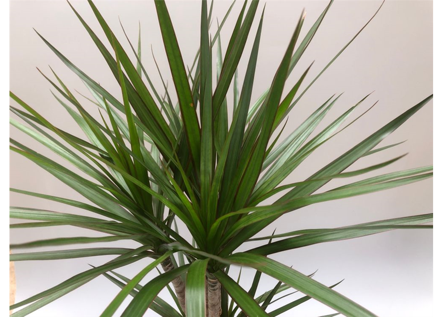 Dracaena marginata Tuff