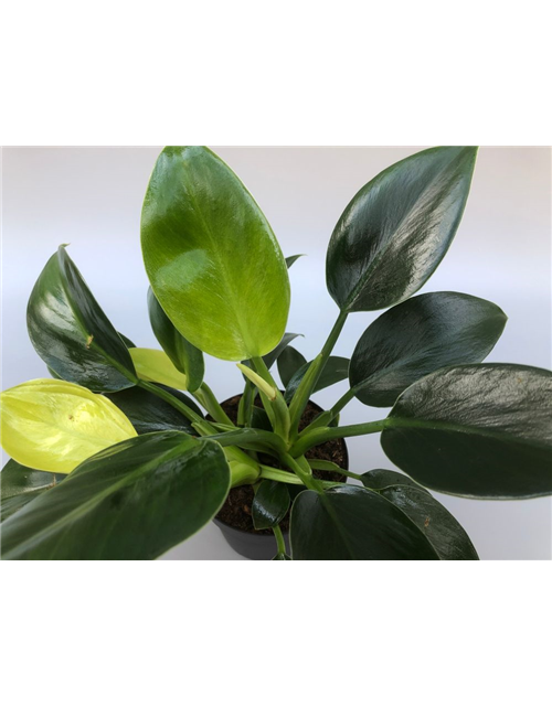 Philodendron erubescens Green Princess