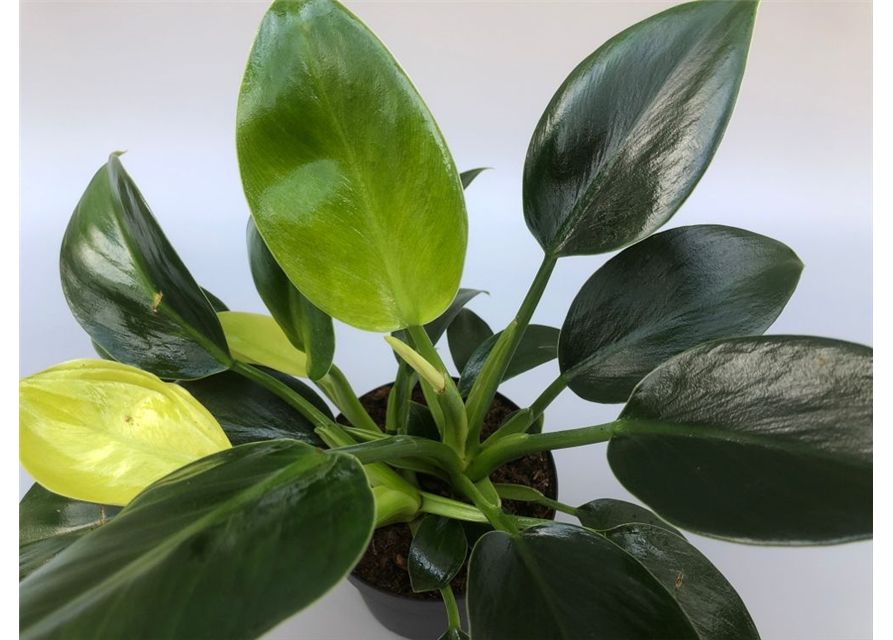 Philodendron erubescens Green Princess