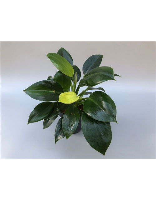 Philodendron erubescens Green Princess