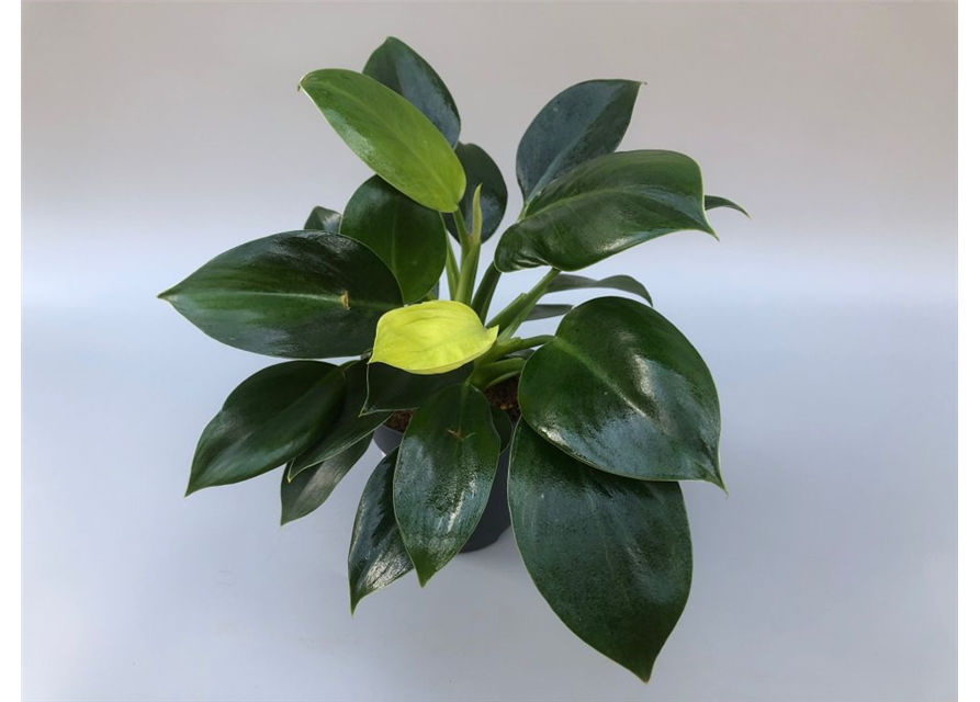 Philodendron erubescens Green Princess