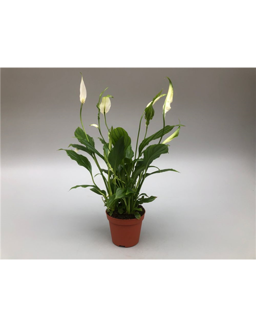 Spathiphyllum Chopin