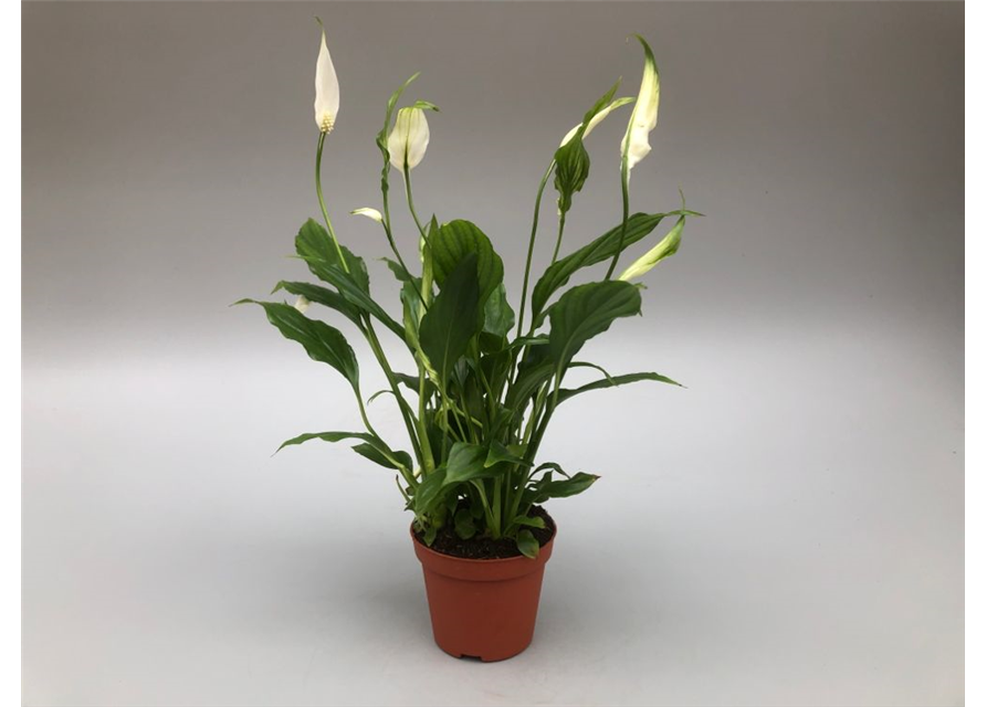 Spathiphyllum Chopin