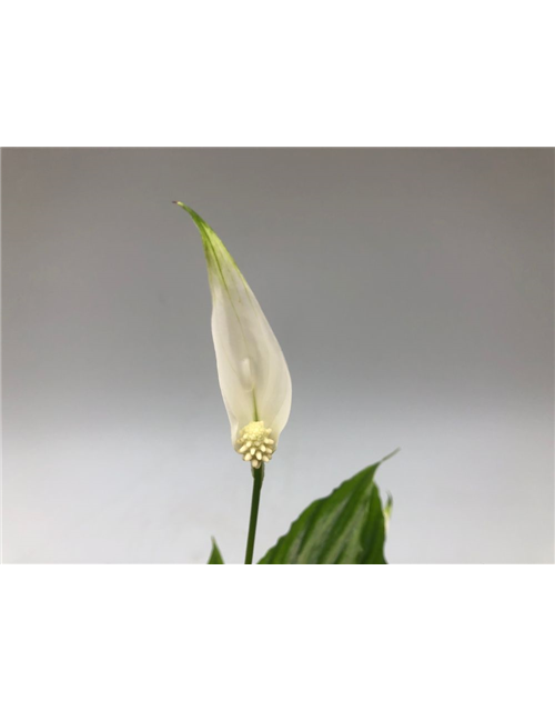 Spathiphyllum Chopin