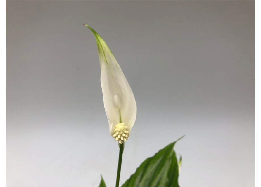 Spathiphyllum Chopin