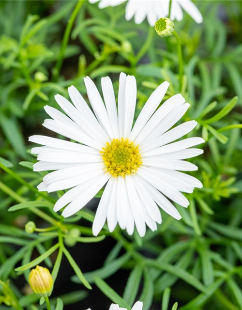 Brachyscome multifida Surdaisy White