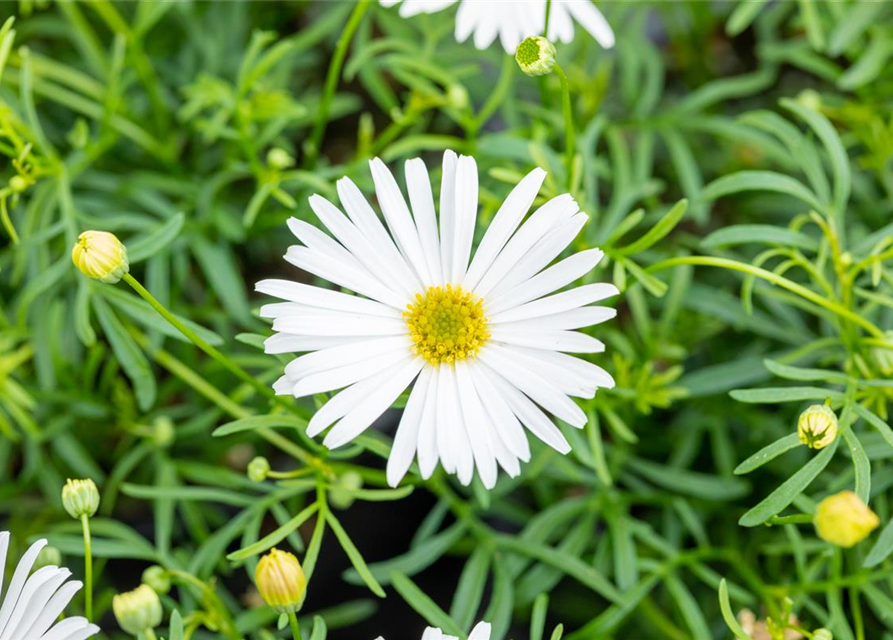 Brachyscome multifida Surdaisy White