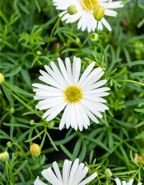 Brachyscome multifida Surdaisy White