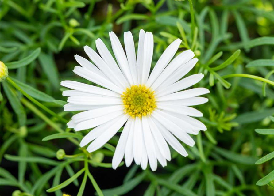 Brachyscome multifida Surdaisy White