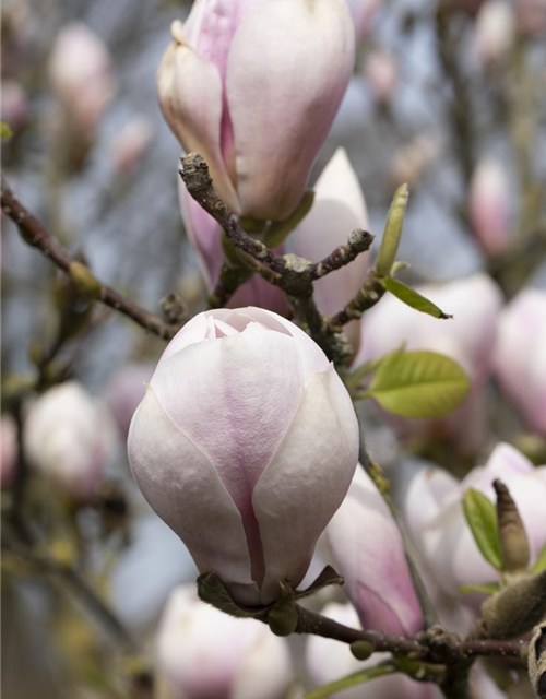 Magnolia soulangiana