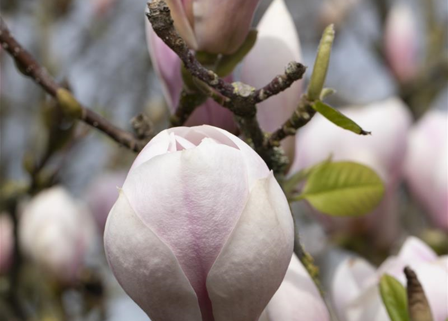 Magnolia soulangiana