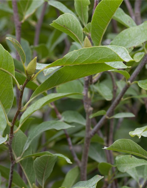 Magnolia soulangiana