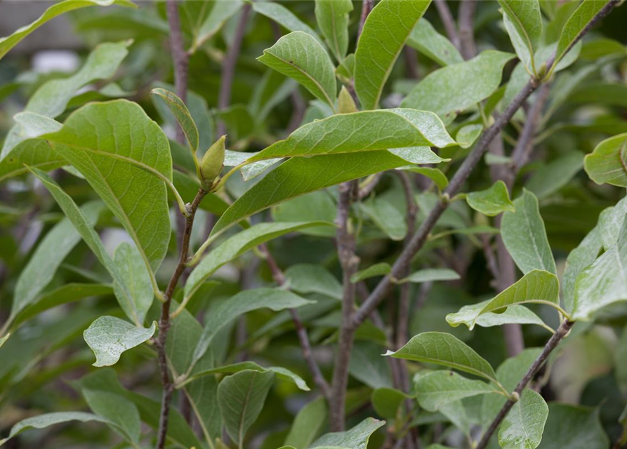 Magnolia soulangiana