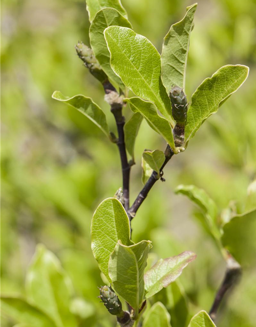 Magnolia soulangiana