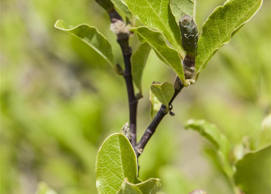 Magnolia soulangiana