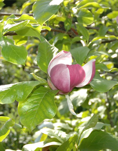 Magnolia soulangiana