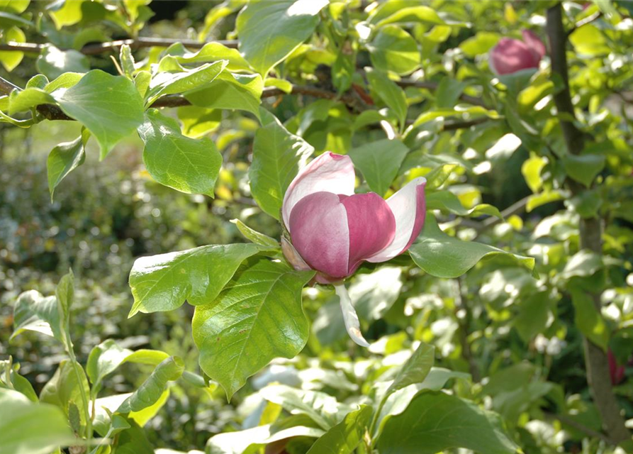 Magnolia soulangiana