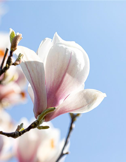 Magnolia soulangiana