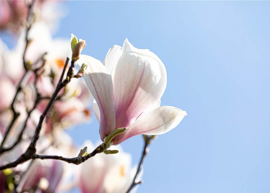 Magnolia soulangiana