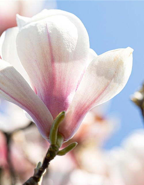 Magnolia soulangiana