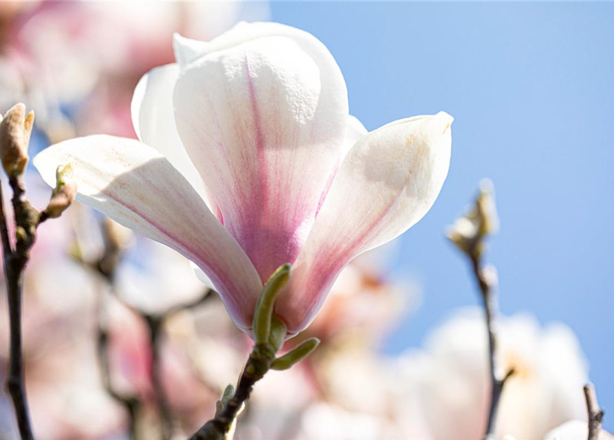 Magnolia soulangiana