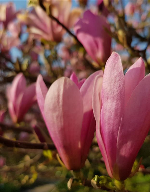 Magnolia soulangiana