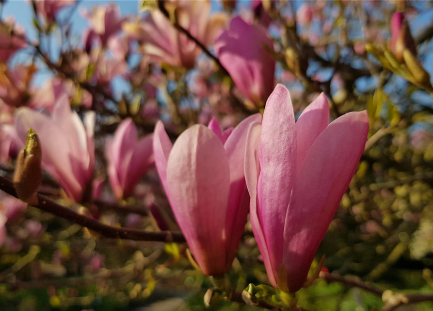 Magnolia soulangiana