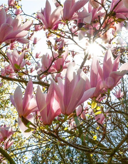 Magnolia soulangiana