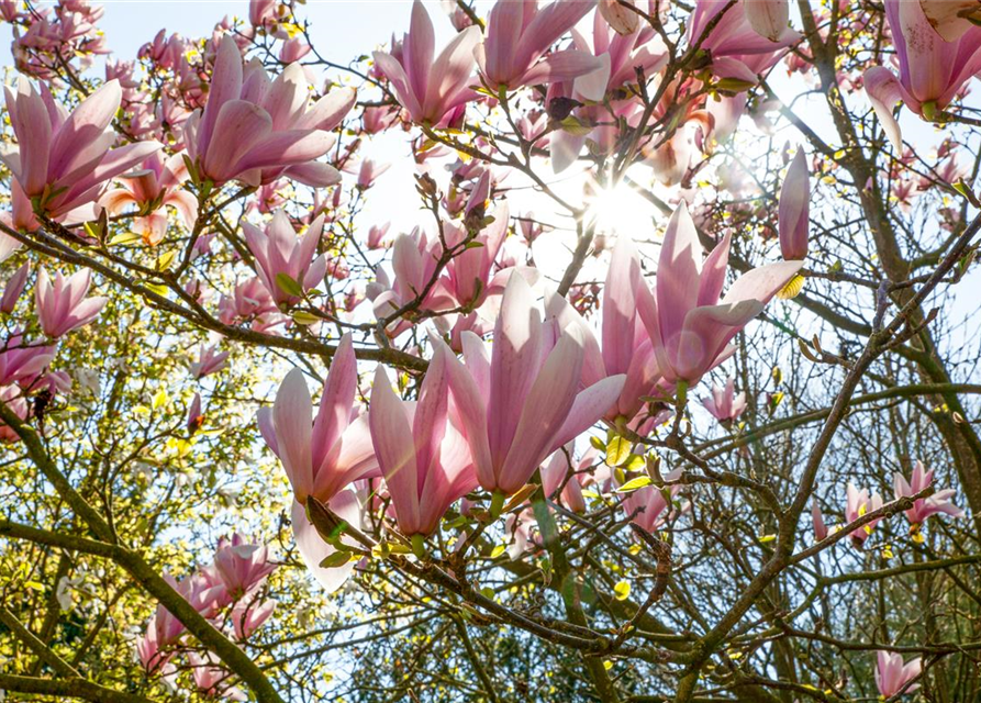 Magnolia soulangiana