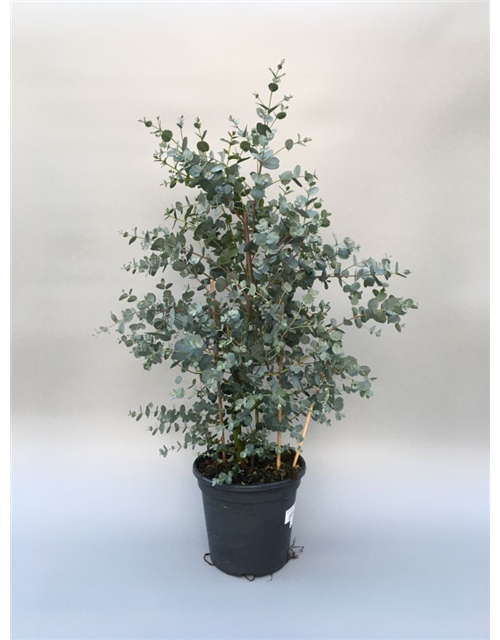 Eucalyptus gunnii Busch T19 Höhe 40cm