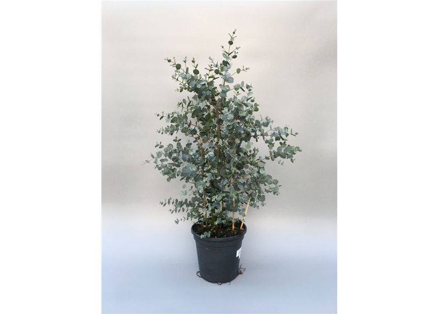 Eucalyptus gunnii Busch T19 Höhe 40cm