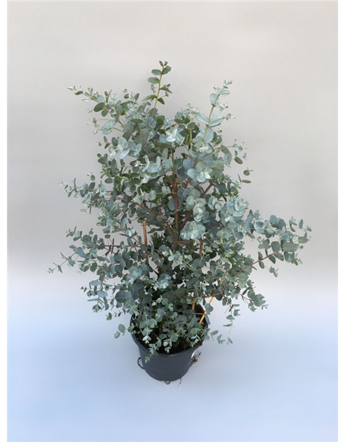 Eucalyptus gunnii Busch T19 Höhe 40cm