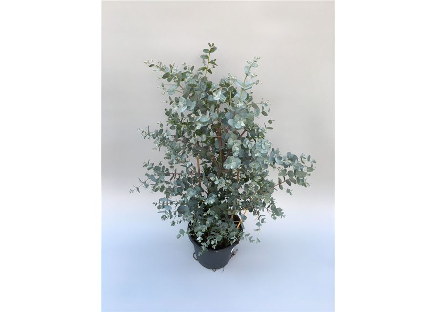 Eucalyptus gunnii Busch T19 Höhe 40cm